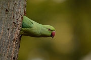 Ring-necked parakeet